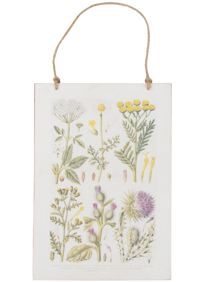 Gammaldags liten plansch skolplansch svenska växter Ängsblommor shabby chic lantlig stil