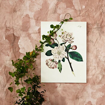 Gammaldags liten plansch skolplansch svenska växter äppelblom shabby chic lantlig stil