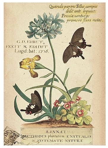 Glas tavla blomstermotiv flora 2 sorter shabby chic lantlig stil - 2