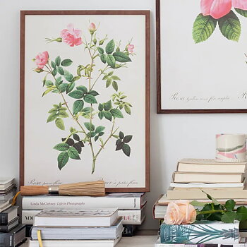 Gammaldags plansch skolplansch svenska växter ros glansros rosa shabby chic lantlig stil