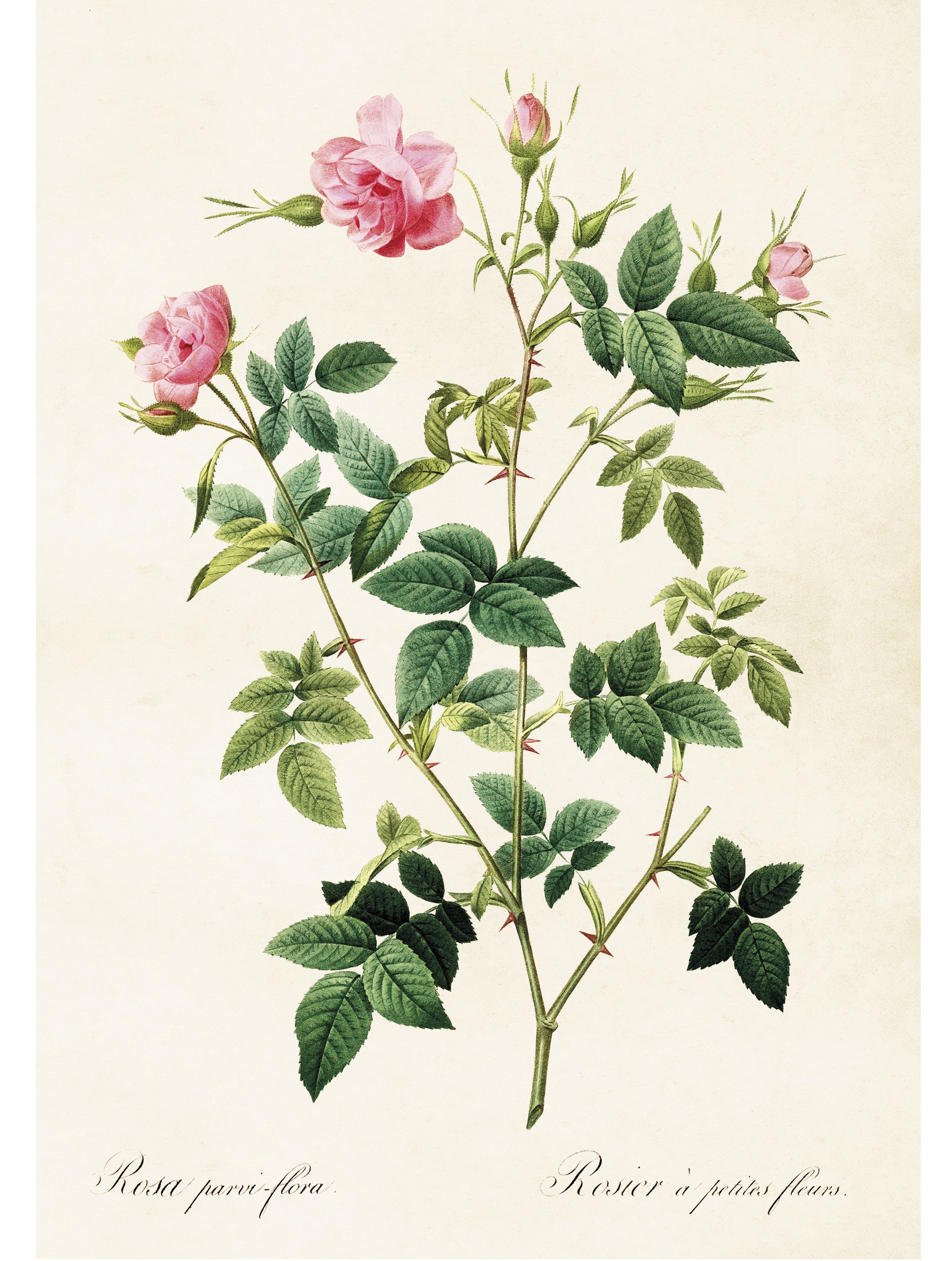 Gammaldags plansch skolplansch svenska växter ros glansros rosa shabby chic lantlig stil