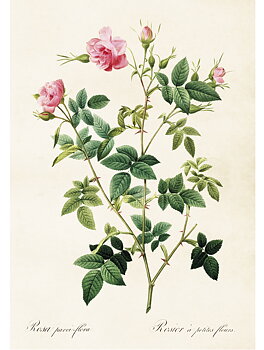 Gammaldags plansch skolplansch svenska växter ros glansros rosa shabby chic lantlig stil