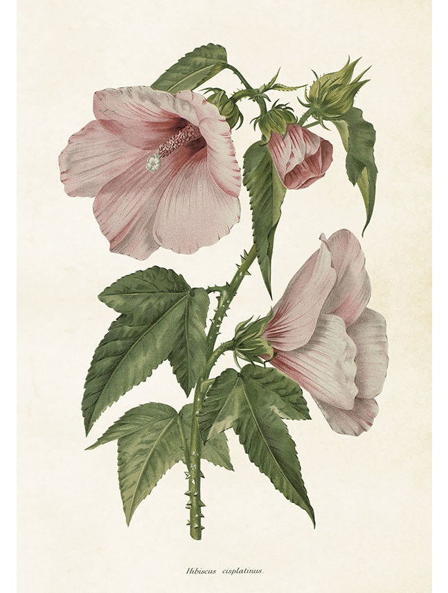 Gammaldags plansch skolplansch svenska växter Rosa Hibiscus shabby chic lantlig stil - 2