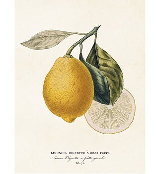 Gammaldags liten plansch skolplansch svenska växter citron Limonier shabby chic lantlig stil