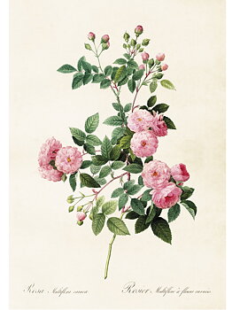 Gammaldags plansch skolplansch svenska växter klätterros ljusrosa multiflora shabby chic lantlig stil