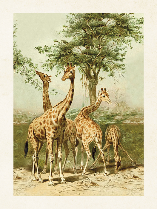 Gammaldags liten plansch skolplansch Giraff  shabby chic lantlig stil