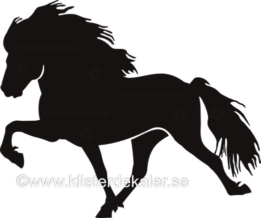 Single Icelandic horse 39