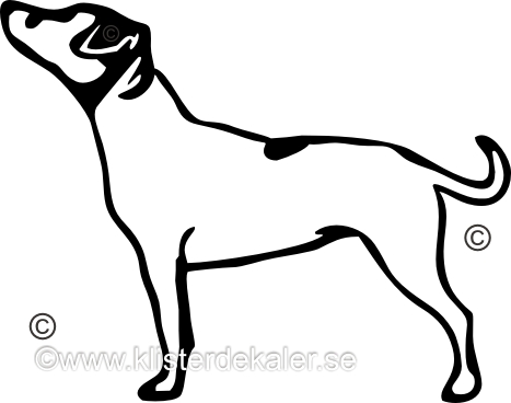 Jack Russell Terrier profile 2