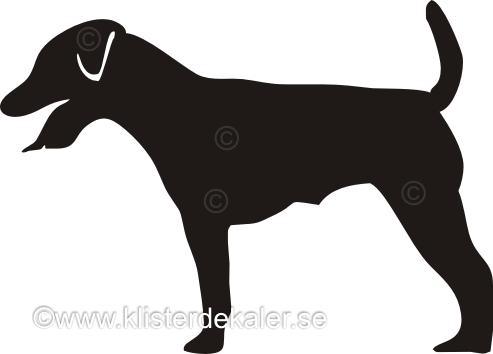 Jack Russell Terrier profile 5