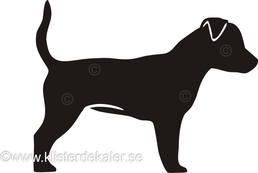 Jack Russell Terrier profile 7
