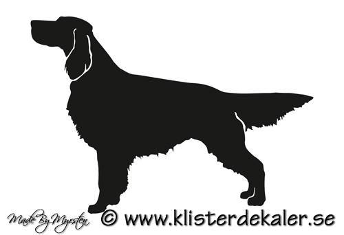 Setter dog 1