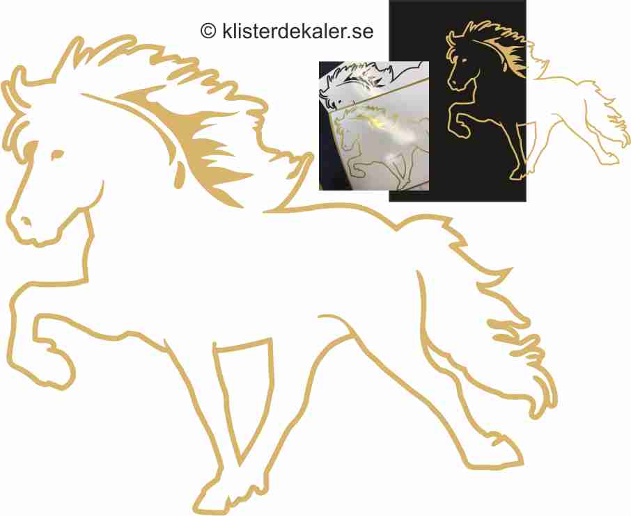 Single Icelandic horse 35
