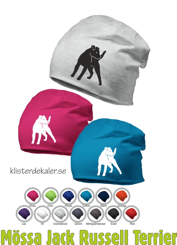 Hat Jack Russell terrier