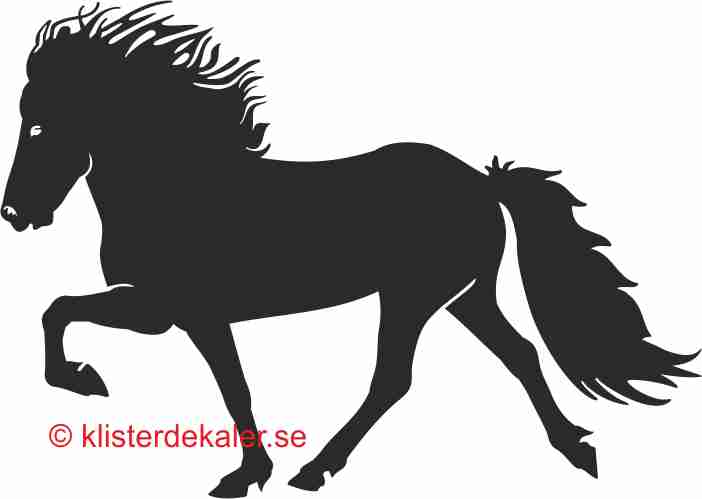 Single Icelandic horse 4