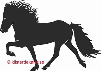Enkel Islandshäst 4