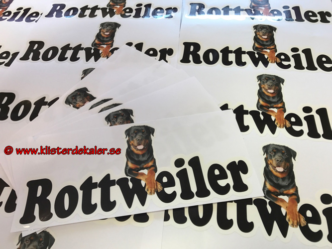 99041 Rottweiler Bildekal - 2