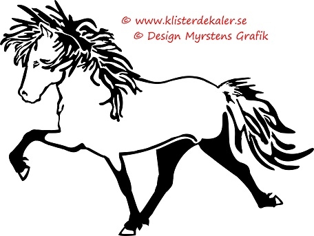 Single Icelandic horse 7