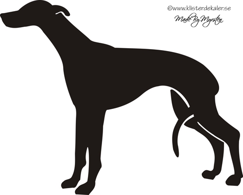 Whippet