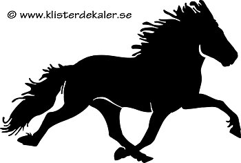 Enkel Islandshäst 33 pass 