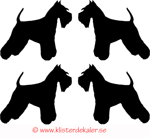 Miniatyrer 4-pack Schnauzer