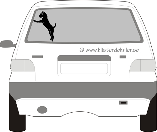 Jack Russell Terrier standing - 2