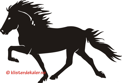 Single Icelandic horse 34