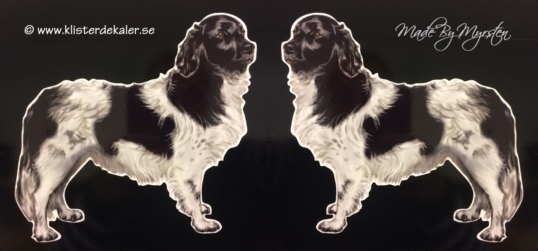 Stabijhoun hund, bildekor - 2