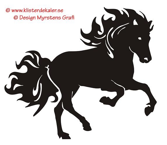 Single Icelandic horse 20 galopp