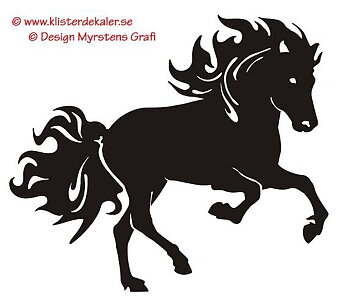 Enkel Islandshäst 20 galopp