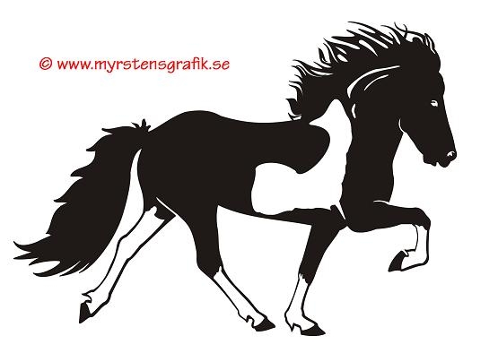 Enkel Islandshäst 21 skäck profil