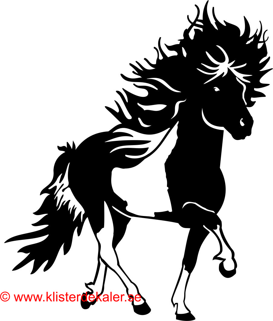 Single Icelandic horse 22 