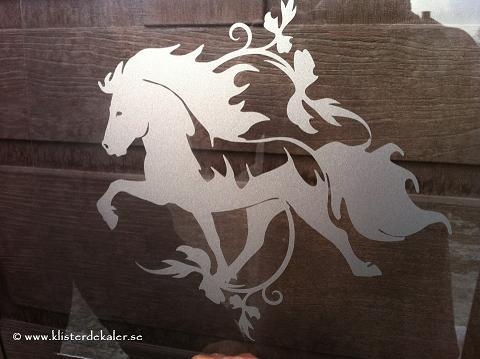 Single Icelandic horse 24 - 2