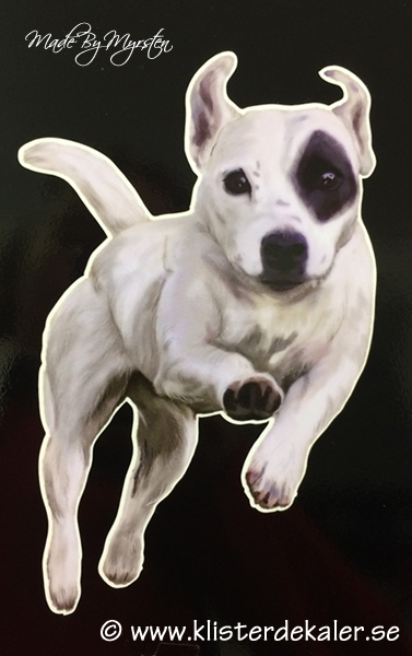 Jack russell, bumper - 2