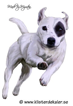Jack russell, bildekor
