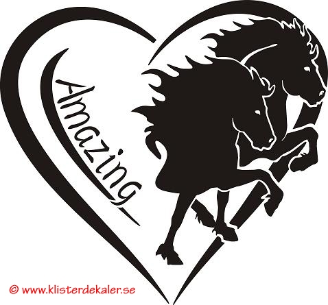 Islandshästar "Amazing"