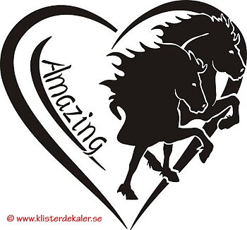 Islandshästar "Amazing"