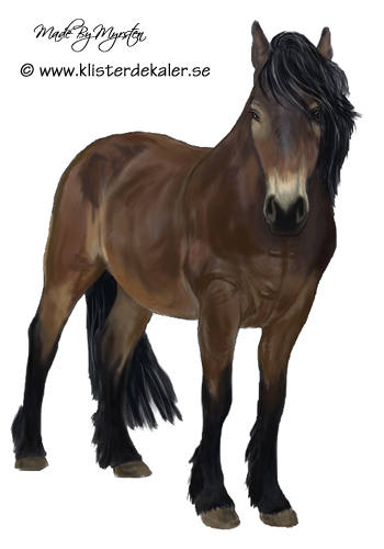 North Swedish horse, bumper 