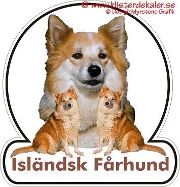 Isländsk fårhund 1