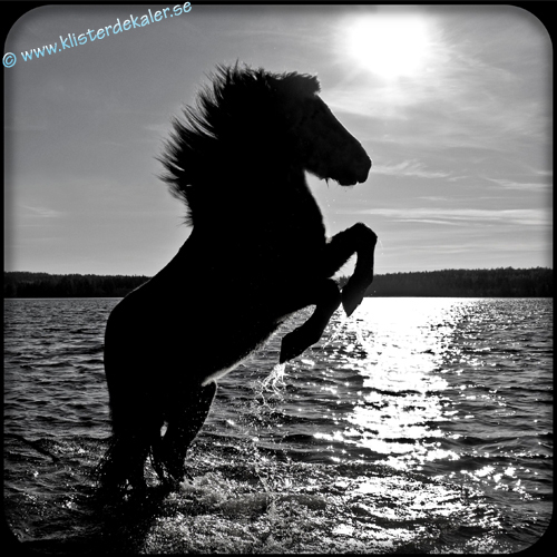 Frigde magnet 1 Icelandic Horse - 2