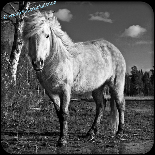 Frigde magnet 2 Icelandic horse - 2
