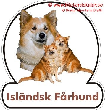 Icelandic Sheepdog 2