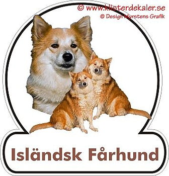 Isländsk fårhund 2
