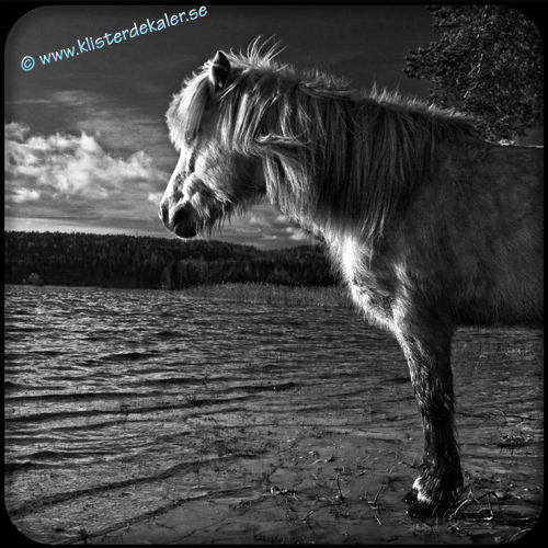 Frigde magnet 4 Icelandic horse - 2