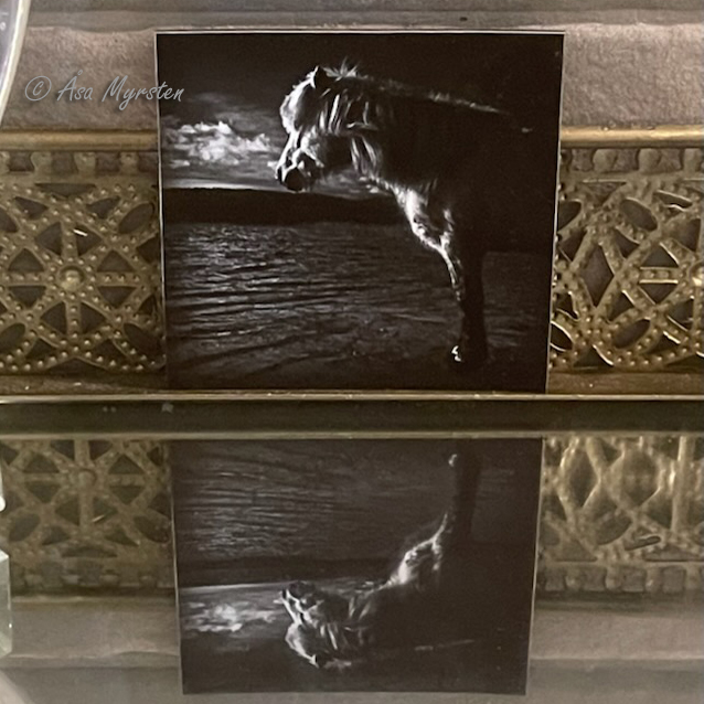 Frigde magnet 4 Icelandic horse