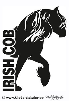 Irish Cob - FRONT 3