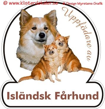 Icelandic Sheepdog 