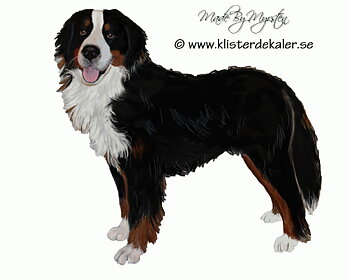 Berner Sennenhund, bildekor