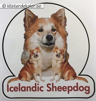Bildekor. Isländsk fårhund 4