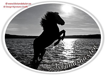 Bildekal. Stegrande Islandshäst oval