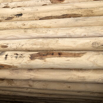 Kastanjestolpe, längd 180 cm Ø 6-8 cm skalad, spetsad (A+)